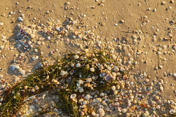 Seashells and Seaweed on Sandy Beach
