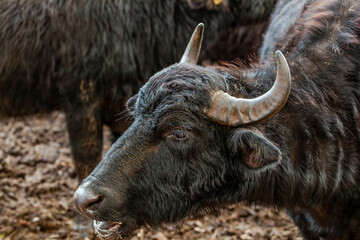 Fototapeta premium Kopf eines Wasserbüffels beim Grasen