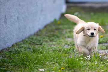golden retirver, 2 mesi