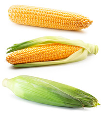 set of corn ears isolated on a white background