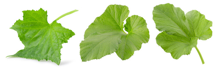 set of zucchini leaves isolated on a white background