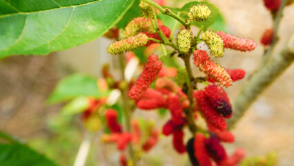 The ripe mulberry is on the fruit tree