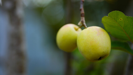 Anna apple from Thailand which has sour taste but still delicious to be eaten.
