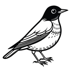 American Robin illustration flat vector design
