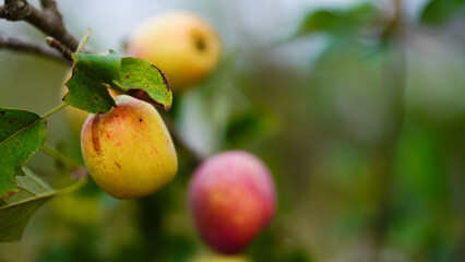 Anna apple from Thailand which has sour taste but still delicious to be eaten.