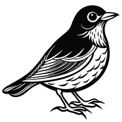 American Robin illustration flat vector design
