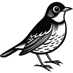 American Robin illustration flat vector design