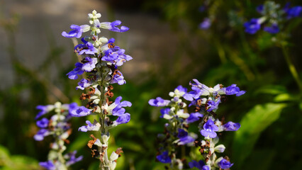 Forget me Not  Angelonia goyazensis Benth, Digitalis solicariifolia name purple flower pink flower on blurred of nature background