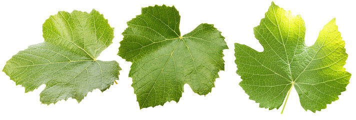 set of grape green leaves isolated on a white background