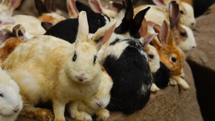 Group of rabbits eating food in the farm.