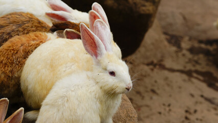 Group of rabbits eating food in the farm.