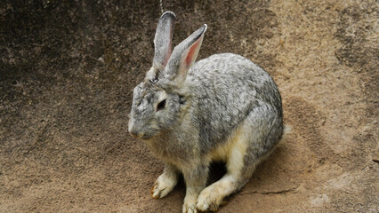 A cute gray rabbit  on a warm summer day.
