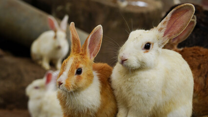 Group of rabbits eating food in the farm.