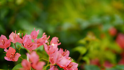 Bougainvillea Glabra choisy climbing plant with red flowers close up