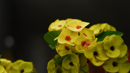 Bouquet of yellow Crown of Thorns. Ancient Thais believed that this plant a sacred tree Enhance the...