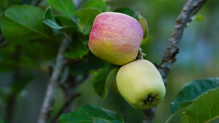 Anna apples hanging on a tree, ready to be picked