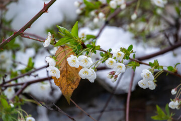 Last Leaf of Autumn Adorns Snowy Blossoms, a juxtaposed scene of seasons in nature