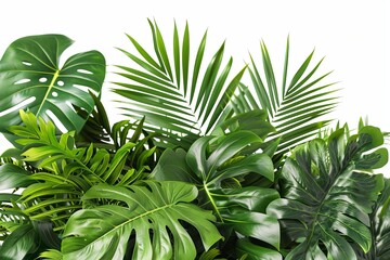 Lush foliage with vibrant green monstera and palm fronds against a crisp white background