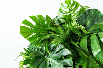 Lush green foliage featuring ferns and Monstera leaves against a bright, clean backdrop