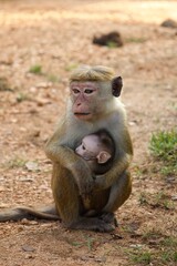 Monkey with her baby