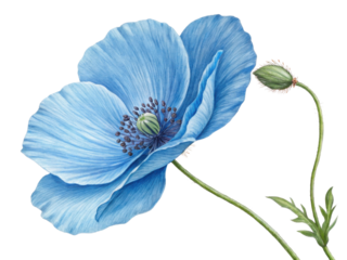 stunning blue poppy flower gracefully blooms alongside budding flower, showcasing nature beauty and elegance