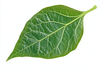 Green leaf single, isolated, textured plant, revealing veins and vibrant color against a white backdrop