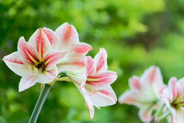 amaryllis