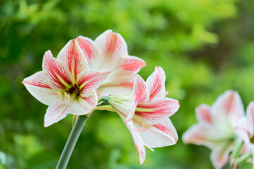 Fototapeta premium amaryllis