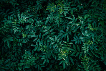 Fototapeta premium German liquorice plant green leaves texture pattern