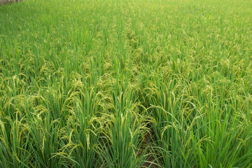 Growing Rice Field Landscape with Green Paddy Plants
