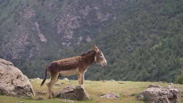 Footage depicts the Balearic donkey, a Spanish domestic breed indigenous to the Balearic Islands off Spain&rsquo;s eastern Mediterranean coast.