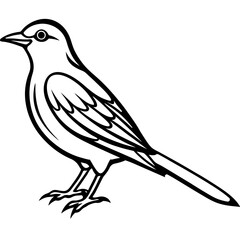 Black and White Line Art Illustration of a Bird.
