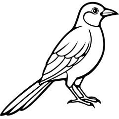 Black and White Line Art Illustration of a Bird.