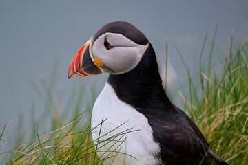 Naklejka premium atlantic puffin or common puffin bird