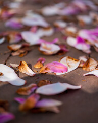 magnolia leaves on the floor