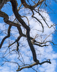 dead tree against blue sky