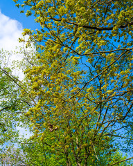 yellow maple leaves