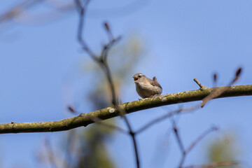 Eurasian wren calling in spring nature