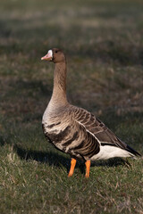 White Fronted Goose (Anser albifrons) on ground