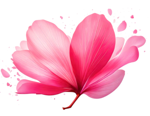 pink sakura and petal flying floating in air isolated 