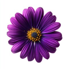 Obraz premium Purple osteospermum flower isolated on white background image