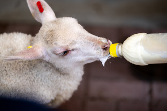 A white newborn baby lamb uses a plastic baby bottle with a yellow teat. The ewe is being fed colostrum from a bottle. The ears are pinkish.  The coat of the domestic animal is soft.