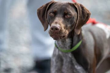 A German shorthaired pointer dog. The powerful retriever is lean and sleek, has long ears, and is a hunting bird dog. The pedigree pet has shiny brown hair with white spots on its chest.