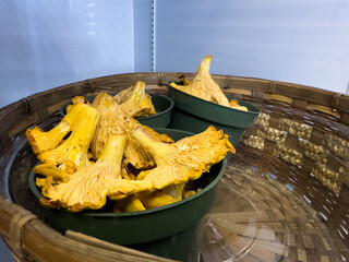 A round wicker basket with multiple green plastic pots filled with fresh Chanterelle, Cantharellus...