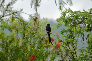 Drongo on the branch