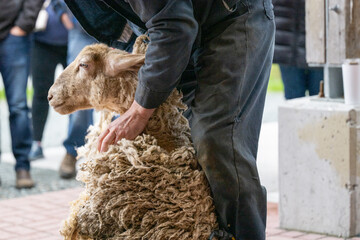 A male farmhand uses an electric clipper, razor or scissor style tool to shave the thick white wool for the adult sheep. The man holds the head of the sheep firmly while removing the wool on the neck. © Dolores  Harvey