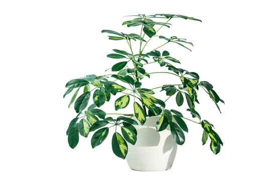 Young Schefflera a potted plant isolated, Beautiful Umbrella Tree Plant known as schefflera home plant in white ceramic pot. Home decor, greenhouse plant for modern interior decoration	
