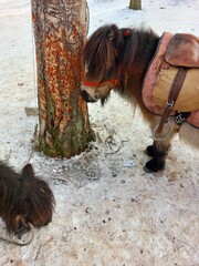 Horses in Snowy Forest. A brown and white horse with a black mane and tail stands in a snowy forest. The horse is wearing a brown saddle and bridle and is looking down at the ground. 