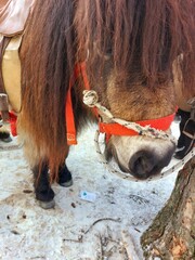 Horse in Snowy Forest. A brown and white horse with a black mane and tail stands in a snowy forest. The horse is wearing a brown saddle and bridle and is looking down at the ground. 