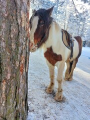 Horse in Snowy Forest. A brown and white horse with a black mane and tail stands in a snowy forest. The horse is wearing a brown saddle and bridle and is looking down at the ground. 